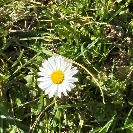 Waldliebe